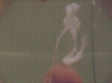 why? gif